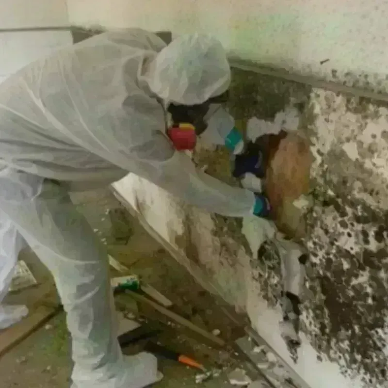 Mold Remediation and Removal in Roscoe, IL